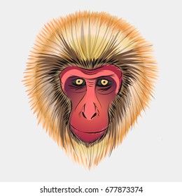  Monkey head sketch. Vector graphics color picture of Macaca fuscata