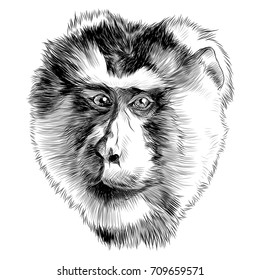 monkey head sketch vector graphics black and white monochrome pattern
