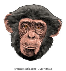 monkey head sketch vector graphics color picture