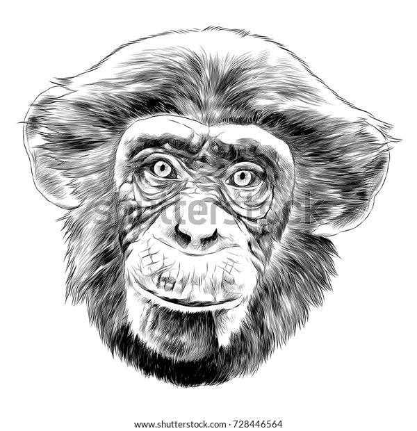Monkey Head Sketch Vector Graphics Black Stock Vector (Royalty Free ...