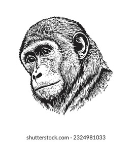 Monkey head vector illustration, hand drawn