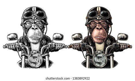 Monkey in the helmet and glasses driving a motorcycle rides. Vector hand drawn color vintage engraving. Isolated on white background. For poster and t-shirt biker club