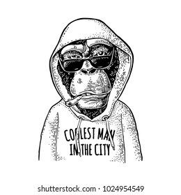 Monkey hipster dressed in the hoodie with lettering coolest man in the city. Vintage black engraving illustration. Isolated on white background. Hand drawn design element for poster