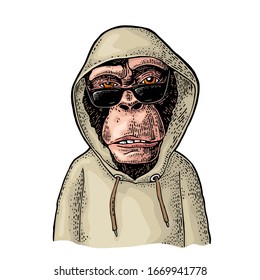 Monkey hipster with sunglasses dressed in the hoodie. Vintage color engraving illustration. Isolated on white background. Hand drawn design element for poster