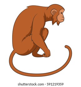 Monkey icon. Cartoon illustration of monkey vector icon for web
