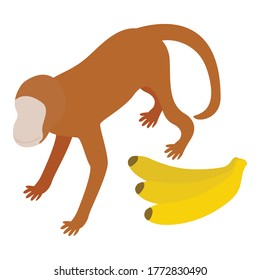 Monkey icon icon. Isometric illustration of monkey vector icon for web