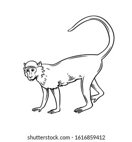 Monkey icon. Jungle macaque outline badge. Zoo animal. Vector illustration.