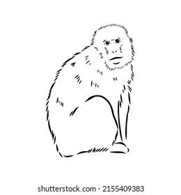 Monkey icon. Jungle macaque outline badge. Zoo animal. Vector illustration.