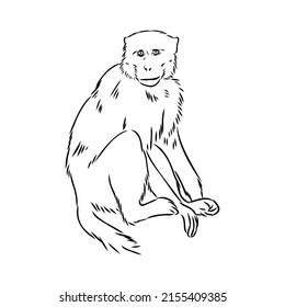 Monkey icon. Jungle macaque outline badge. Zoo animal. Vector illustration.