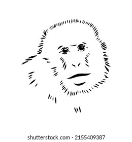 Monkey icon. Jungle macaque outline badge. Zoo animal. Vector illustration.