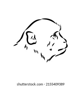 Monkey icon. Jungle macaque outline badge. Zoo animal. Vector illustration.