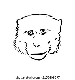 Monkey icon. Jungle macaque outline badge. Zoo animal. Vector illustration.