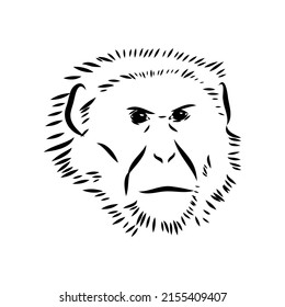 Monkey icon. Jungle macaque outline badge. Zoo animal. Vector illustration.