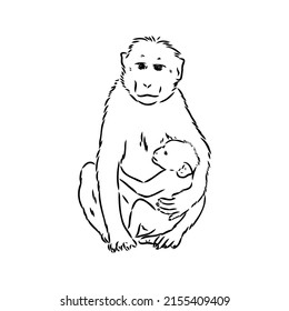 Monkey icon. Jungle macaque outline badge. Zoo animal. Vector illustration.