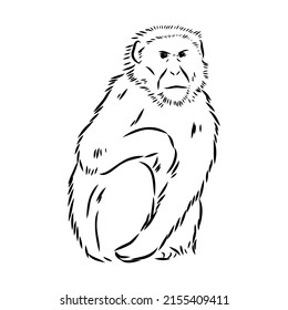 Monkey icon. Jungle macaque outline badge. Zoo animal. Vector illustration.