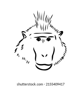 Monkey icon. Jungle macaque outline badge. Zoo animal. Vector illustration.