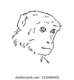 Monkey icon. Jungle macaque outline badge. Zoo animal. Vector illustration.