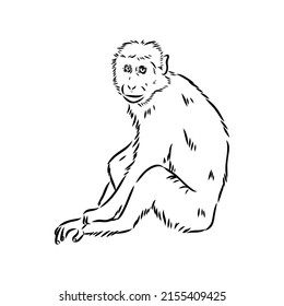 Monkey icon. Jungle macaque outline badge. Zoo animal. Vector illustration.