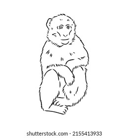 Monkey icon. Jungle macaque outline badge. Zoo animal. Vector illustration.