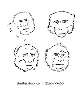 Monkey icon. Jungle macaque outline badge. Zoo animal. Vector illustration.