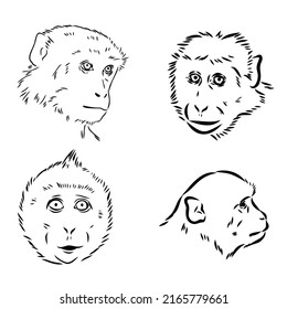 Monkey icon. Jungle macaque outline badge. Zoo animal. Vector illustration.