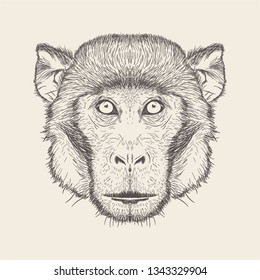 Monkey Illustration in hand drawn style 