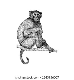 Monkey illustration in hand drawn style 