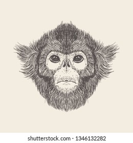 Monkey Illustration in hand drawn style 