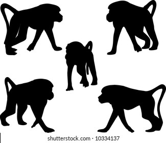 The monkey. The image of the monkey in different poses