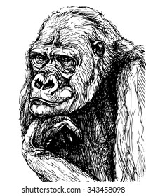 Monkey ink drawing. Vector portrait of gorilla propping up its head