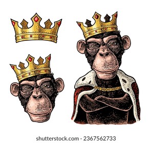 Monkey king with paws crossed dressed in the mantle and crown. Vintage color and black engraving illustration for poster. Isolated on white background. Hand drawn design element for label and poster