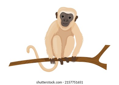 Monkey Or Macaque With Light Hair. An Exotic Animal From The Jungle, Sits On A Branch. African Monkey Isolated On White Background. 