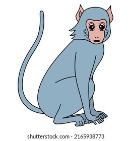 Monkey macaque. The primate is gray in color. An exotic animal with a long tail. Color vector illustration. Isolated background. Cartoon style. An idea for web design.