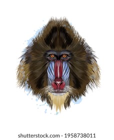 Monkey Mandrill head portrait from a splash of watercolor, colored drawing, realistic. Vector illustration of paints