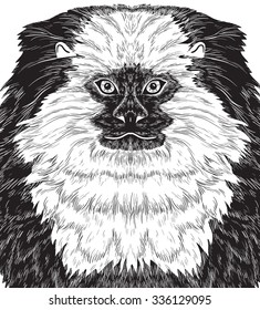 Monkey marmoset black silhouette on white, hand drawn portrait