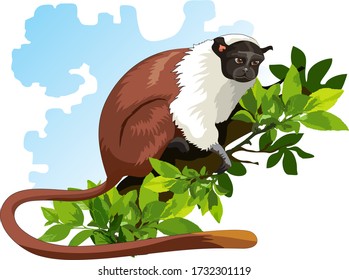 Monkey in its natural habitat
