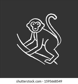 Monkey on liana chalk icon. Tropical country animal, mammal. Exploring exotic Indonesia islands wildlife. Primate climbing. Visiting Balinese forest fauna. Isolated vector chalkboard illustration
