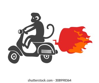 Monkey on the scooter. Vector illustration isolated on the white background.