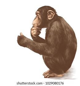 a monkey with a pensive look sitting on his haunches and holds his paw near the chin, sketch vector graphics color picture