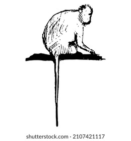 Monkey perched on a branch. Animal vector illustration. Hand drawn linear doodle rough sketch. Black silhouette on white background.