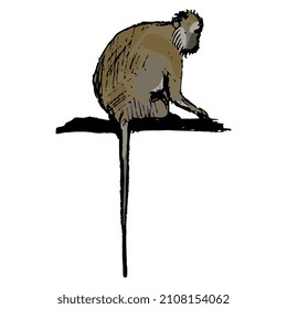 Monkey perched on a branch. Animal vector illustration. Hand drawn colorful sketch.