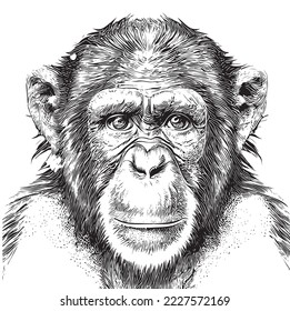 Monkey portrait sketch hand drawn engraving style Vector illustration