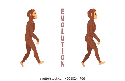 Monkey or Primate as Human Evolution Stage and Gradual Development Vector Set