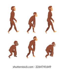 Monkey or Primate as Human Evolution Stage and Gradual Development Vector Set