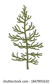 Monkey puzzle Tree or Araucaria araucana. Vector illustration, design element for Jurassic landscapes