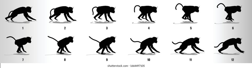 Monkey Run Cycle Animation Frames Silhouette Stock Vector (Royalty Free ...