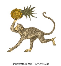 Monkey is running and holding a pineapple in his paws. Color. Engraving style. Vector illustration.