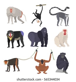 Monkey set character animal rare different types of monkeys in wild zoo ape chimpanzee baboon gibbon gorilla monkeyshines vector isolated on white illustration.