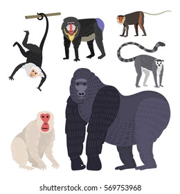 Monkey set character animal rare different types of monkeys in wild zoo ape chimpanzee baboon gibbon gorilla monkeyshines vector isolated on white illustration.