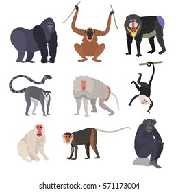 Monkey set character rare animal different types of monkeys in wild zoo ape chimpanzee baboon gibbon gorilla monkeyshines vector isolated on white illustration.